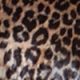 Leopard Print Luxe Velvet Shirt
