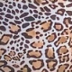 Leopard Print Made-To-Flatter Tie Side Bikini Bottoms